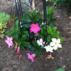 Meet your Posher, Brenda